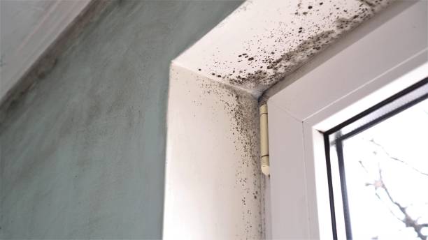 Best Affordable Mold Removal  in East Newark, NJ