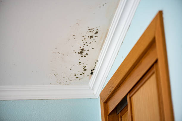 Best Best Mold Removal Companies  in East Newark, NJ