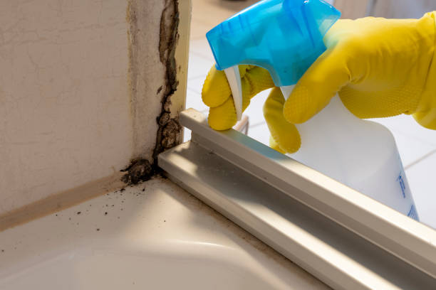 Professional Mold Removal in East Newark, NJ