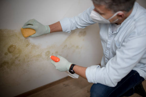 Best Black Mold Removal  in East Newark, NJ