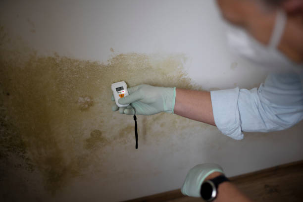 Home Mold Removal in East Newark, NJ