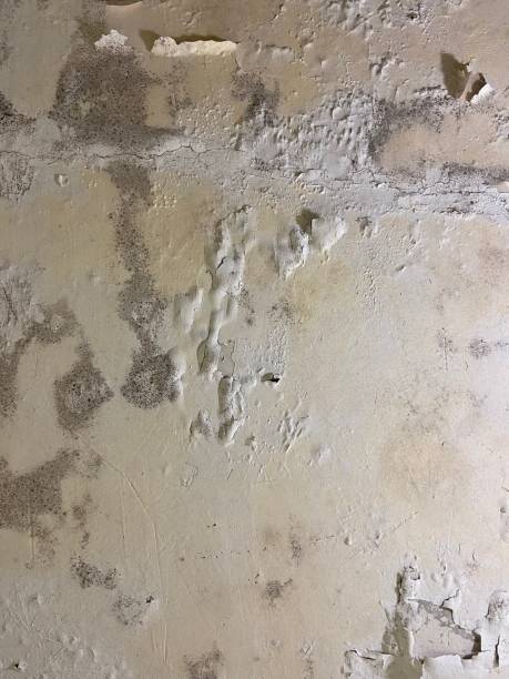 Best Mold Cleaning Services  in East Newark, NJ
