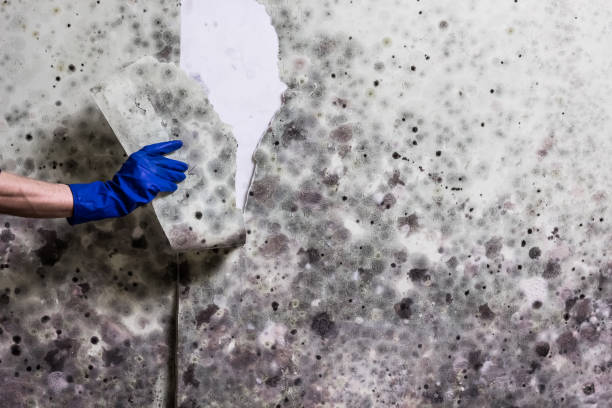 Best Certified Mold Removal  in East Newark, NJ