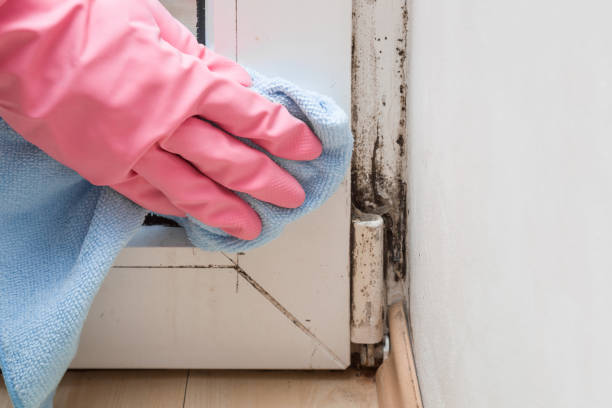 Best Attic Mold Removal  in East Newark, NJ